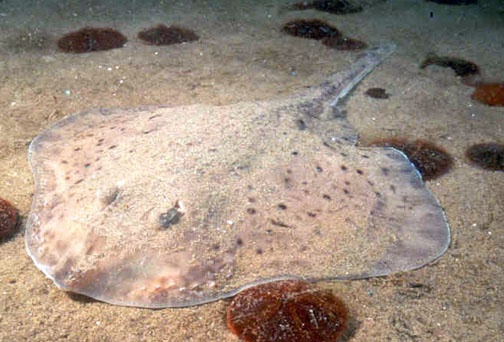 the little skate Leucoraja erinacea