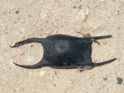 a skate egg case