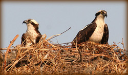 A pair of Ospreys perched on their large nest